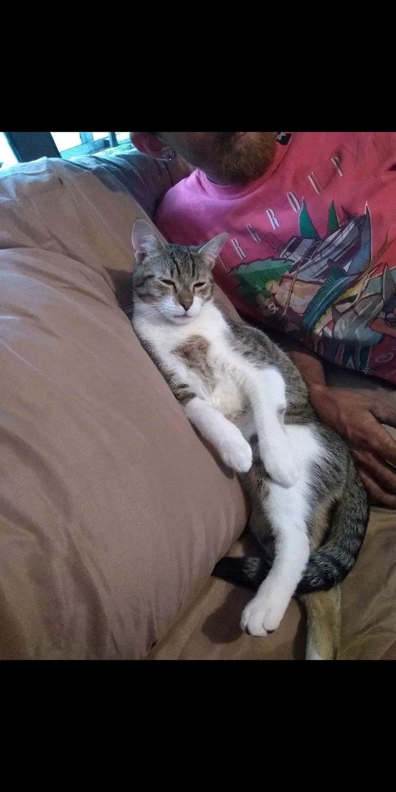 Lost cat in Winnabow, NC, 28479