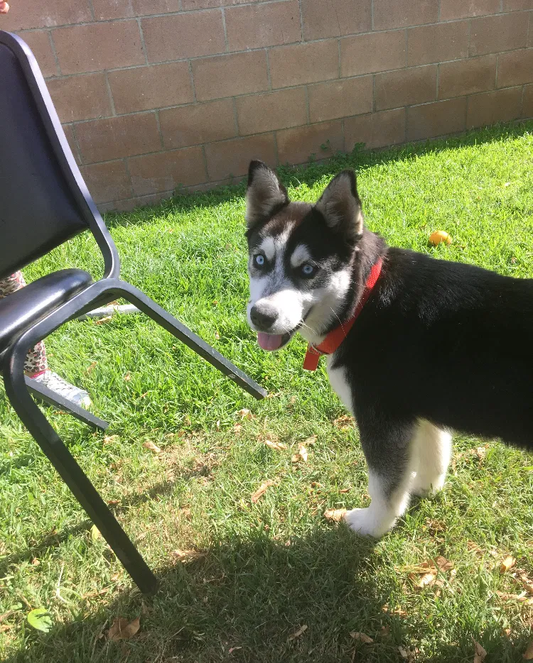 Lost dog in San Bernardino, CA, 92410
