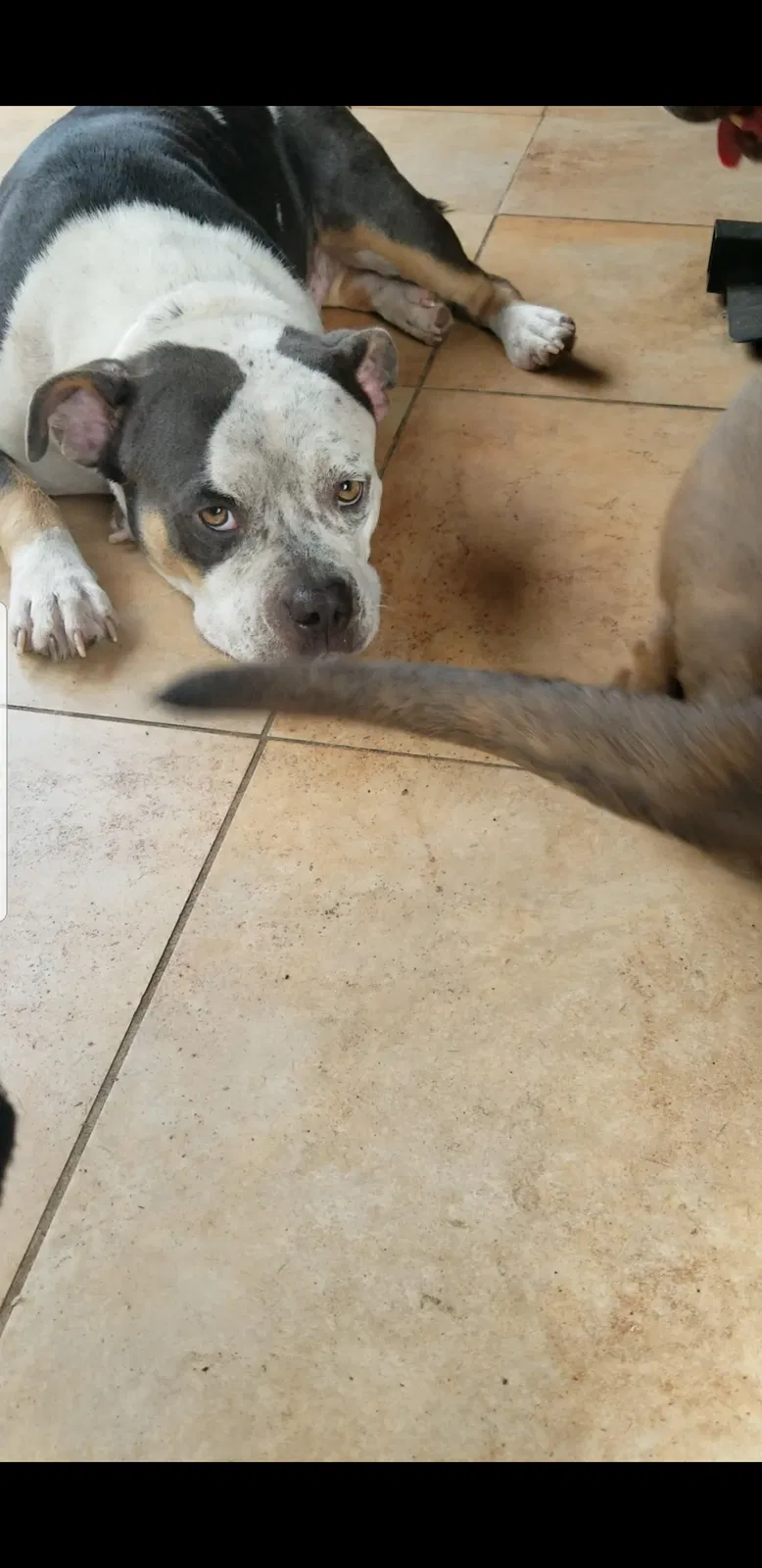 Lost dog in Tampa, FL, 33612
