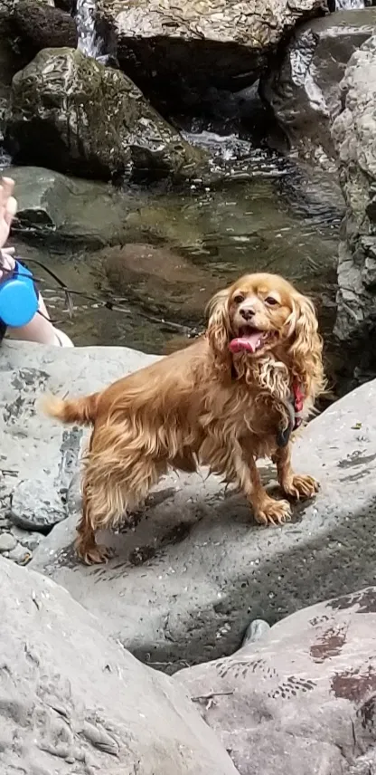 Lost dog in Port Orchard, WA, 98367