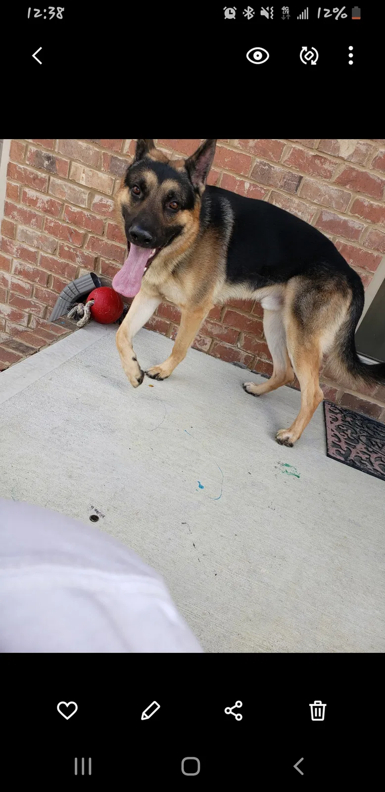 Lost dog in Dallas, GA, 30132