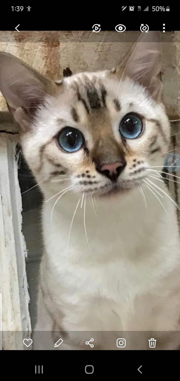 Lost cat in Rescue, CA, 95672