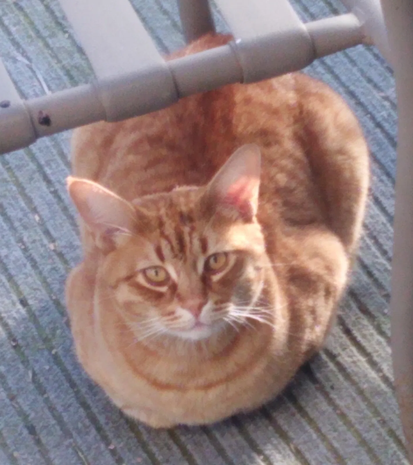 Lost cat in Perris, CA, 92570