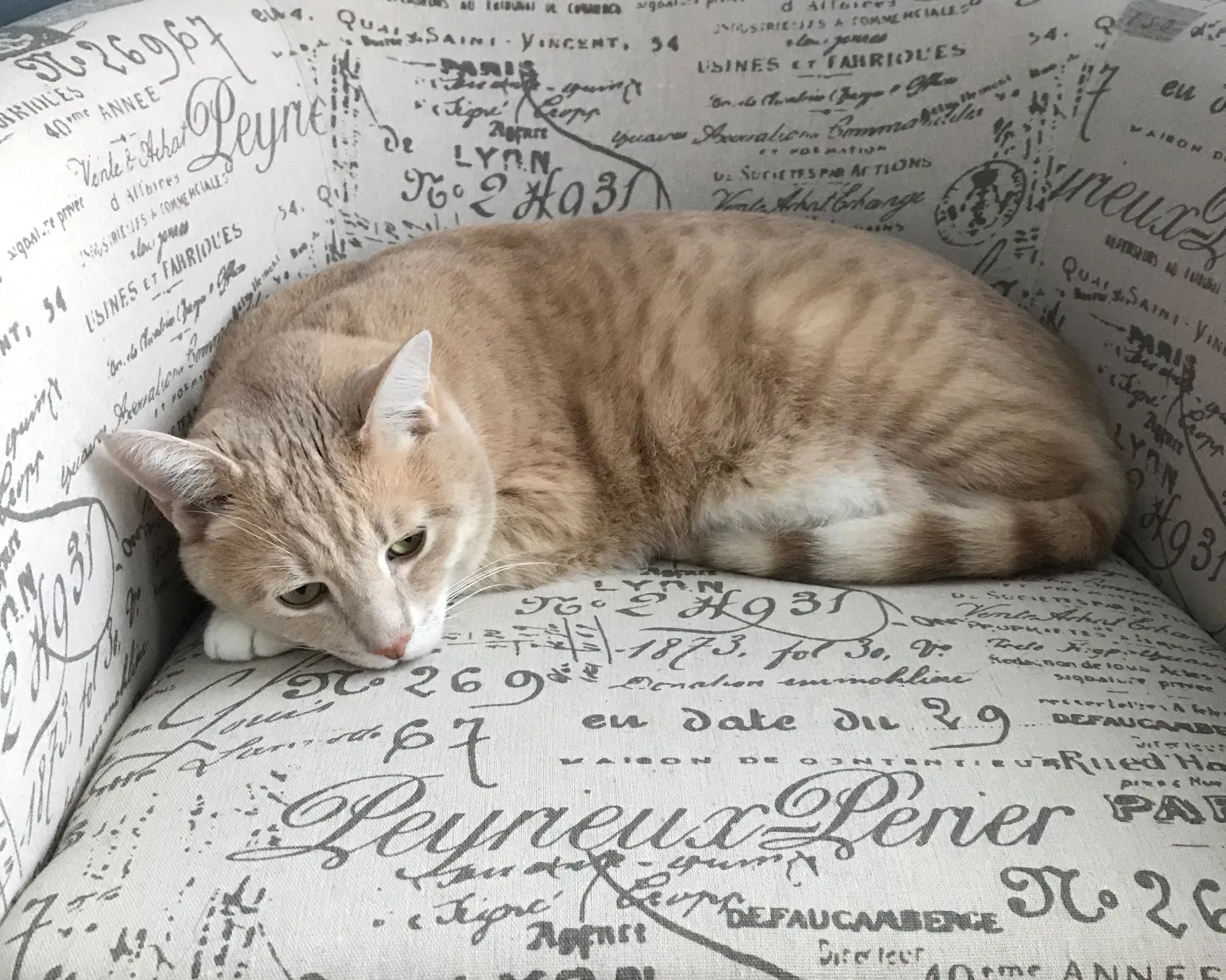 Lost cat in Douglas, MA, 1516
