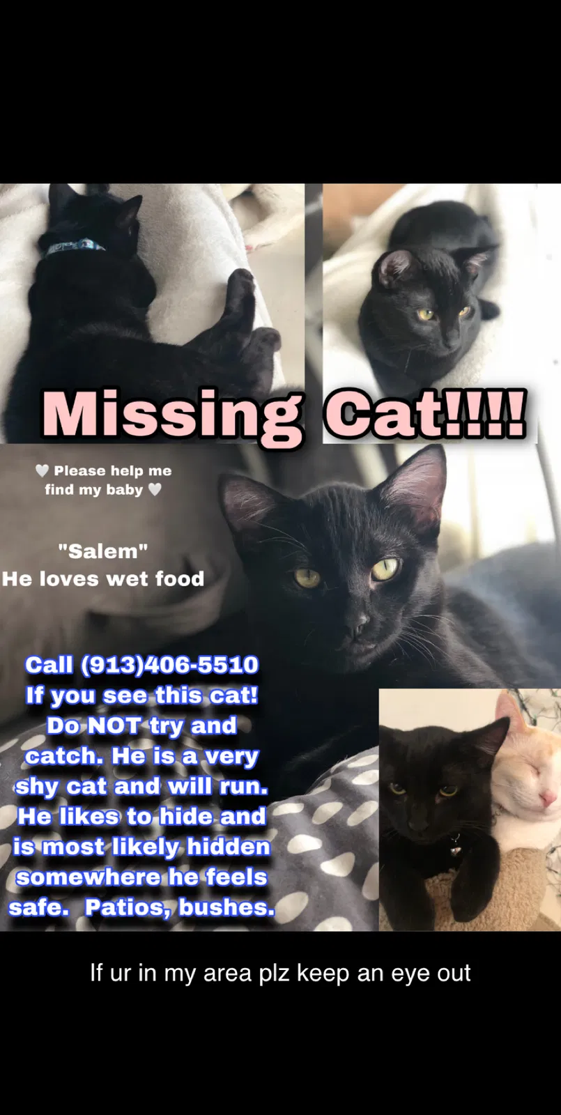 Lost cat in Lawrence, KS, 66047