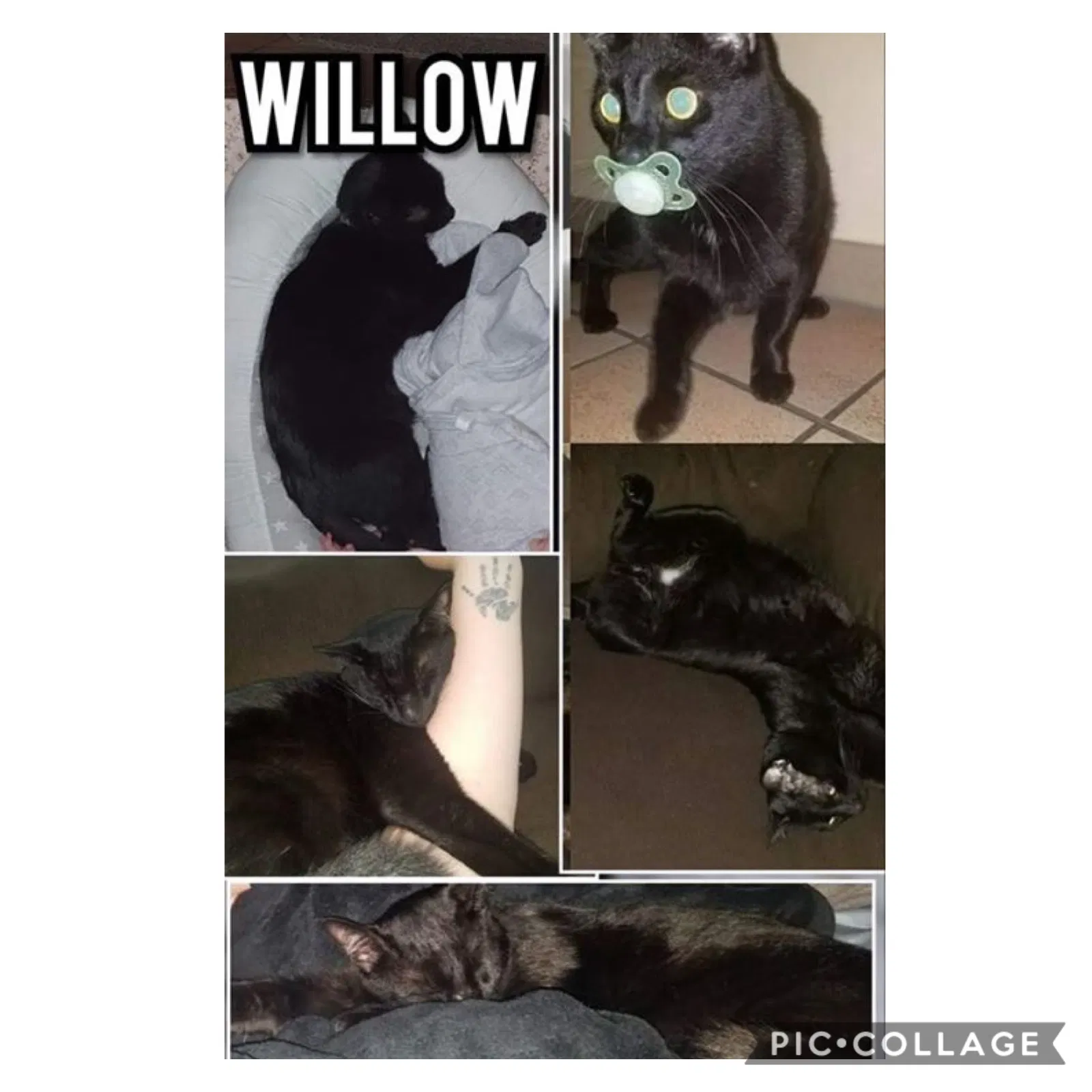 Lost cat in Graham, WA, 98338