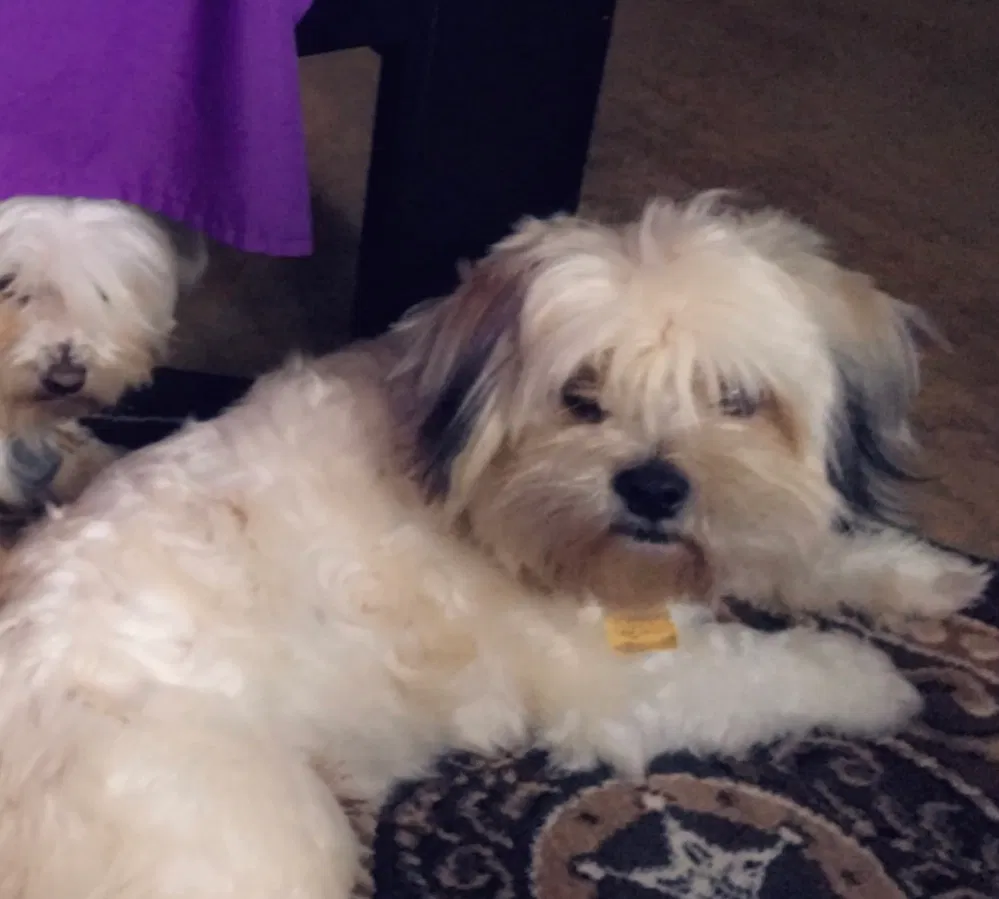Lost dog in Waco, TX, 76705