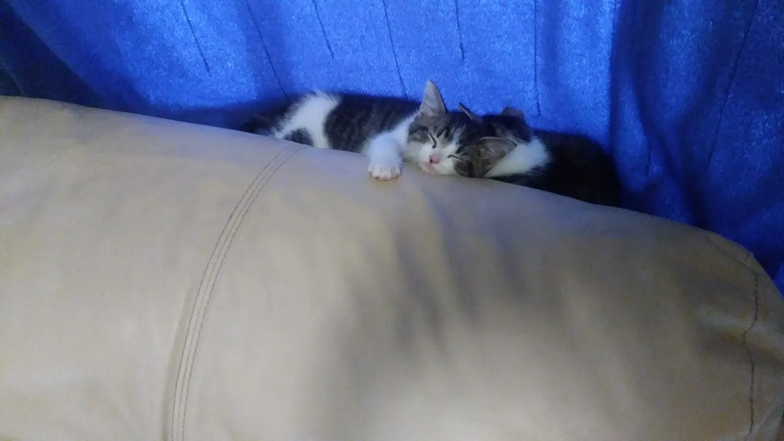 Lost cat in Pittsburgh, PA, 15212