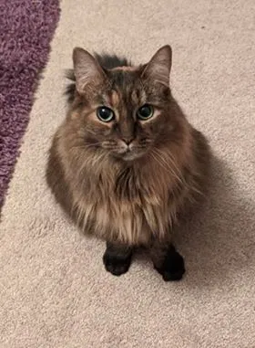Lost cat in Barberton, OH, 44203