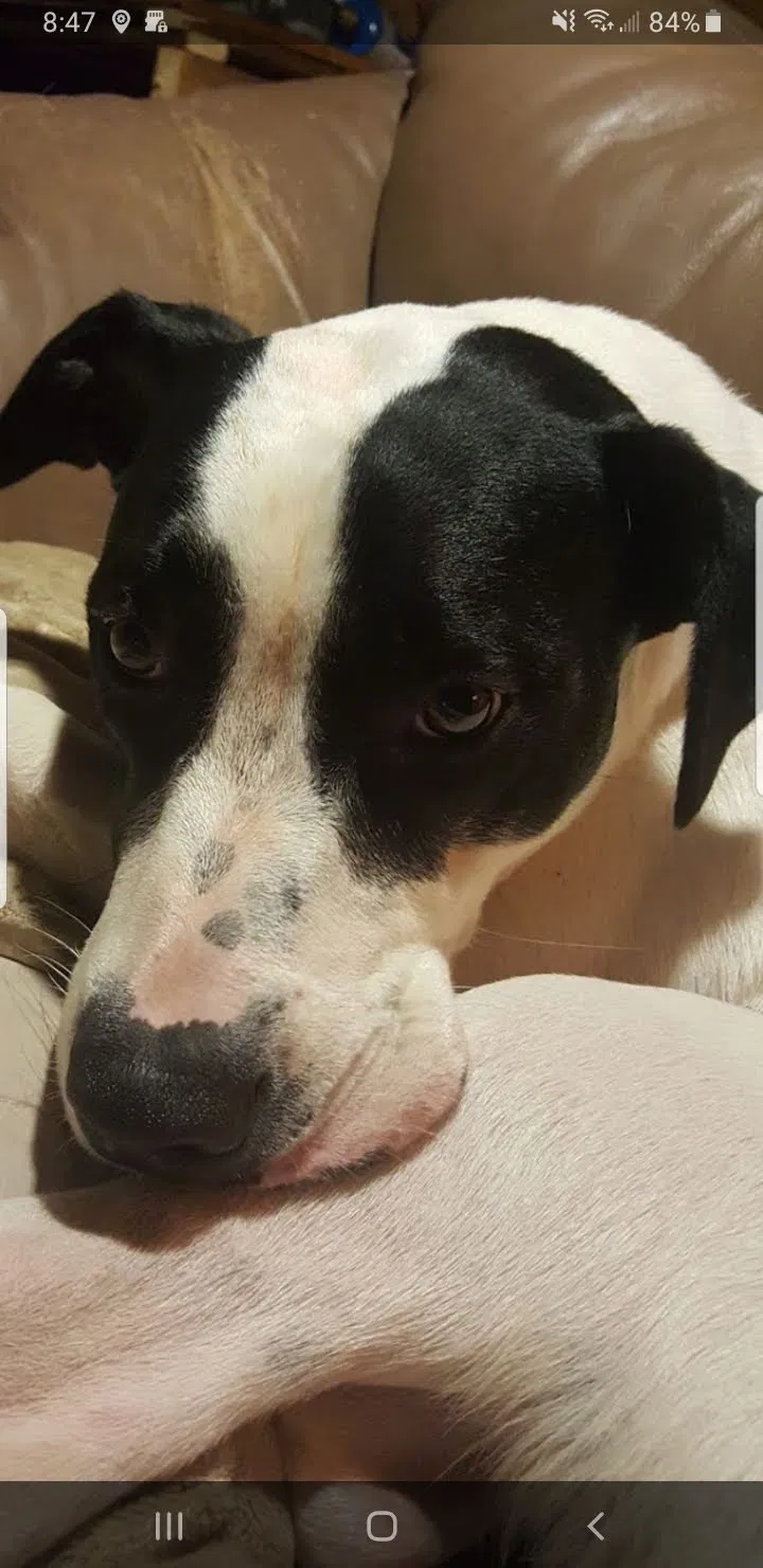 Lost dog in Benton Harbor, MI, 49022