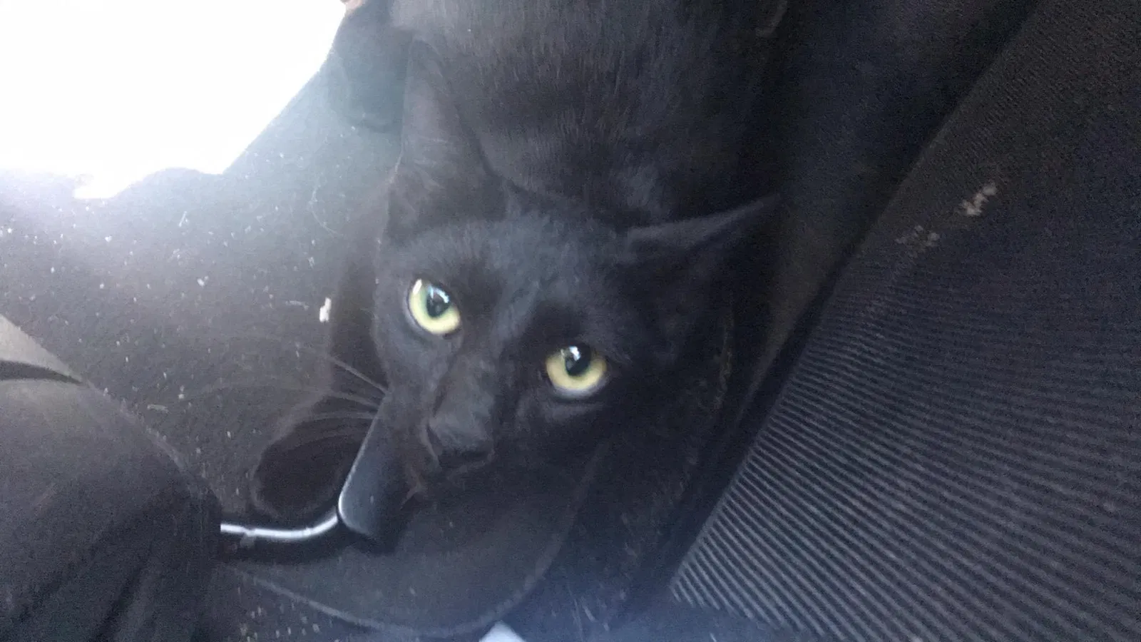 Lost cat in Acworth, GA, 30102