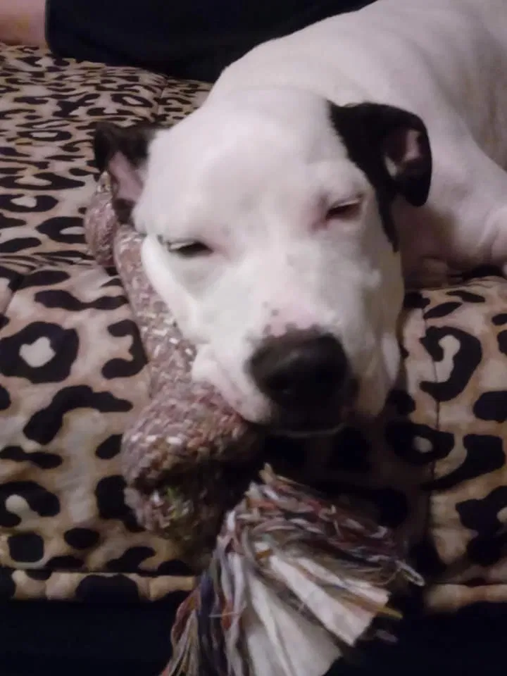 Lost dog in Searcy, AR, 72143