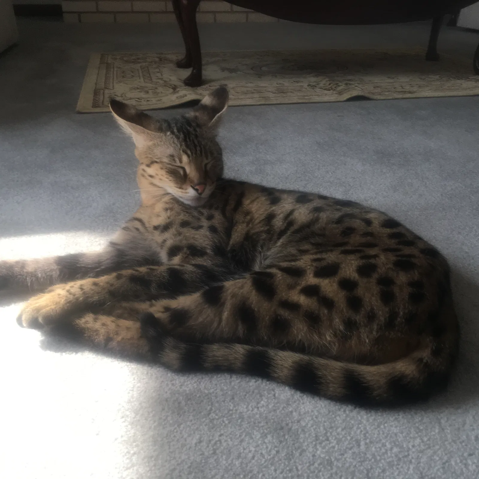 Lost cat in Hinsdale, IL, 60521