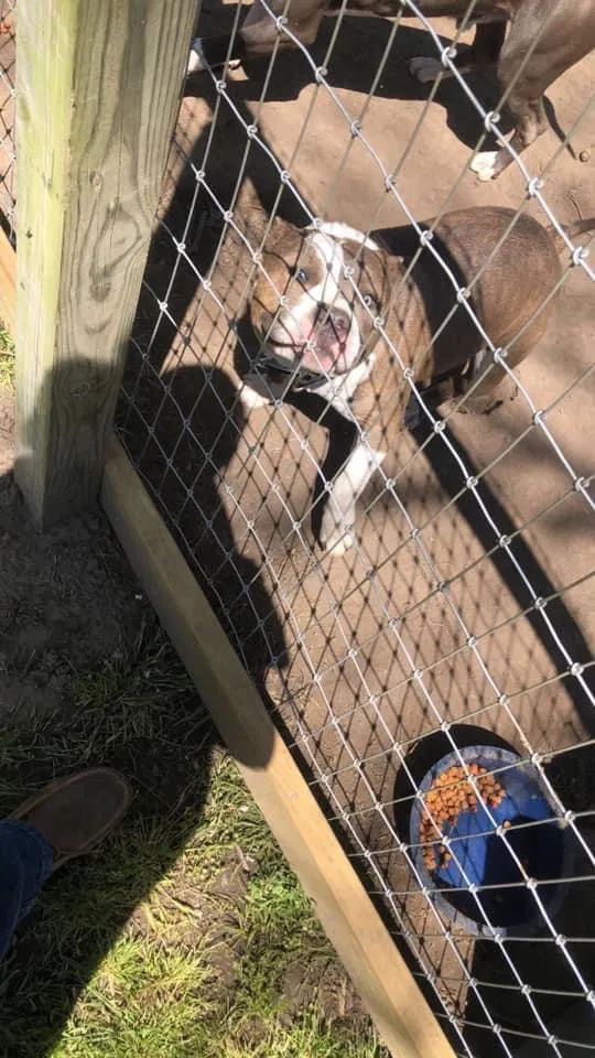 Lost dog in Henryetta, OK, 74437