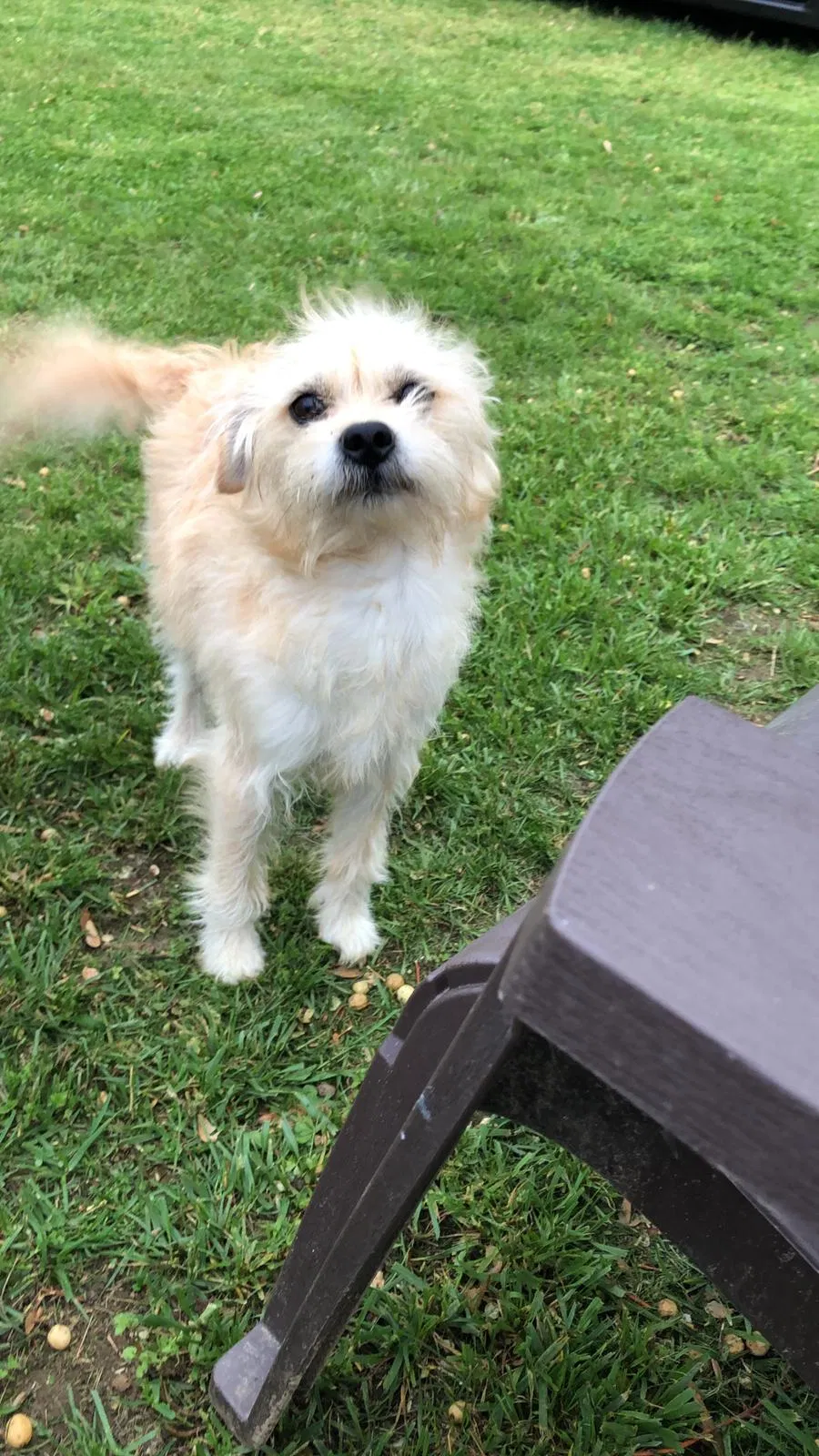 Lost dog in Upper Marlboro, MD, 20774
