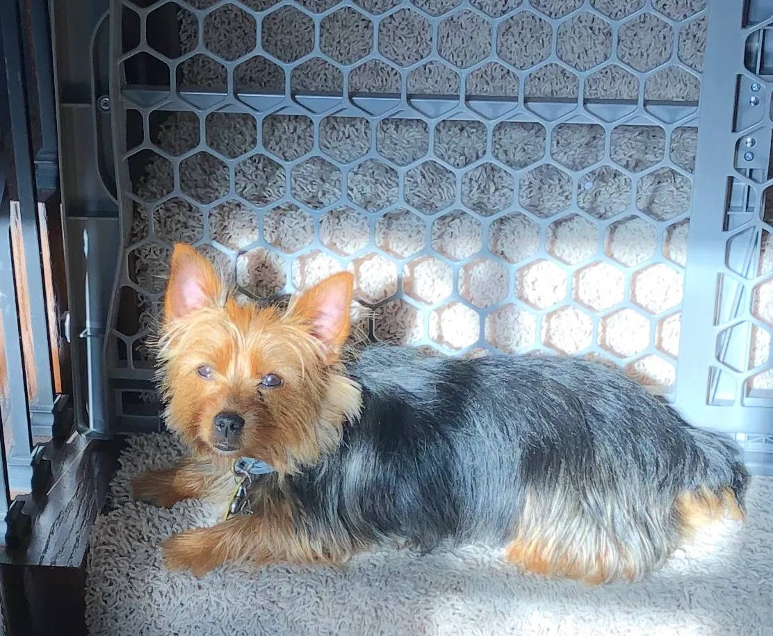 Lost dog in Tulsa, OK, 74133
