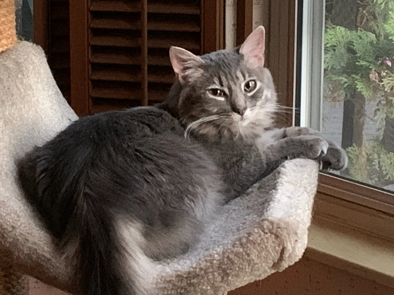 Lost cat in Milford, OH, 45150