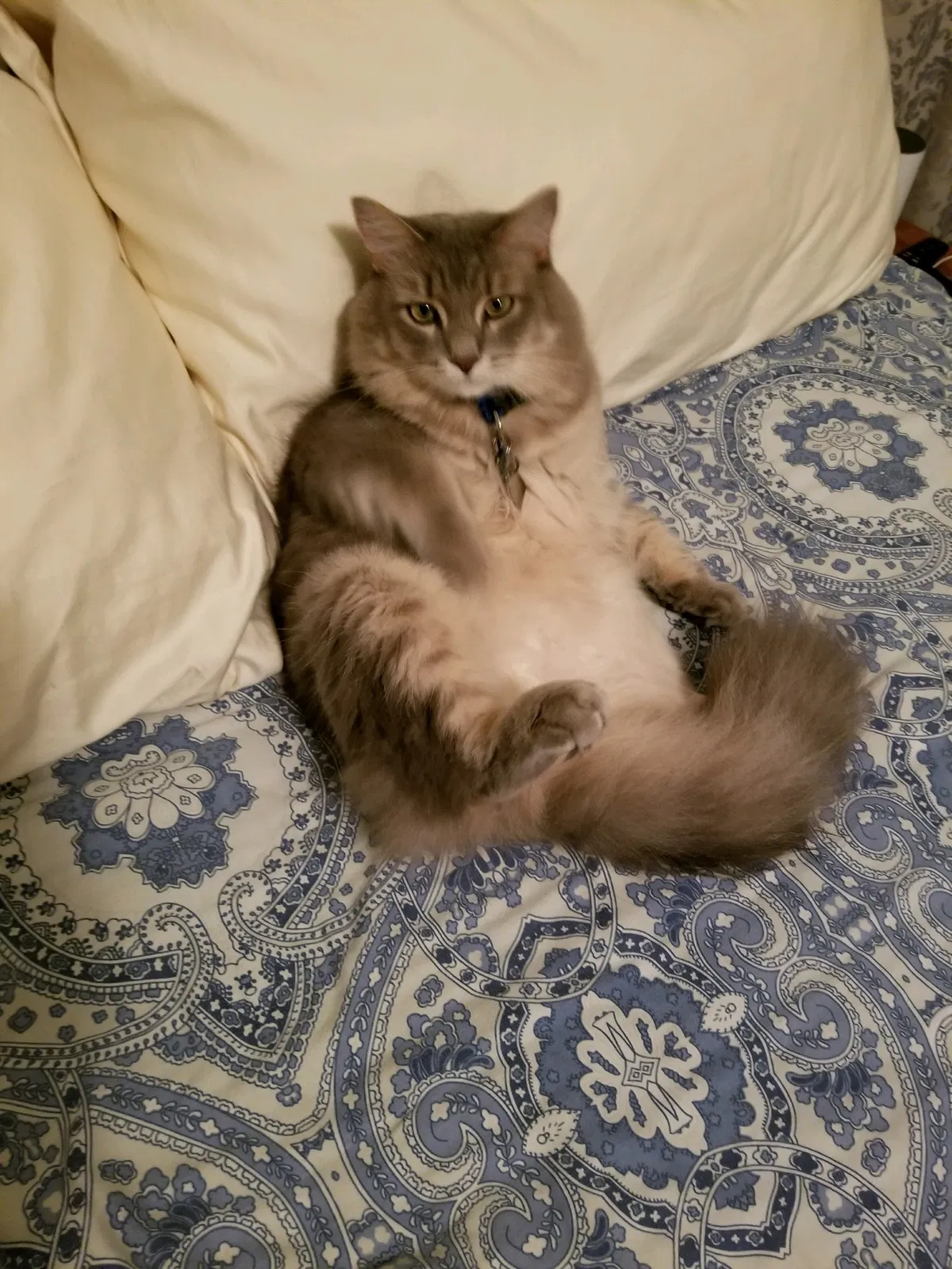 Lost cat in Auburndale, FL, 33823
