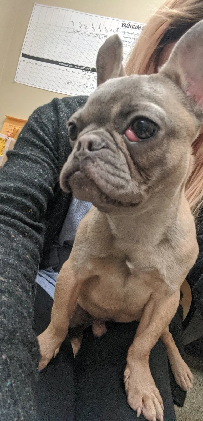 Lost dog in Monroe, WA, 98272