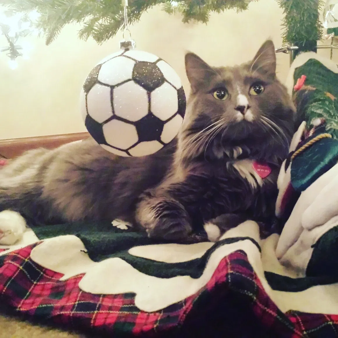 Lost cat in Lake Stevens, WA, 98258