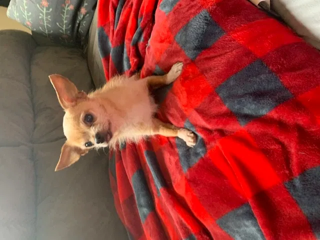 Lost dog in Damascus, OR, 97089