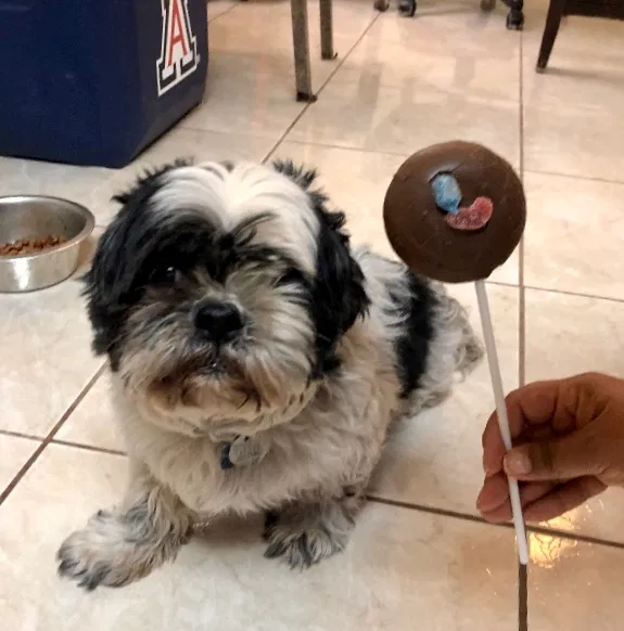 Lost dog in Tucson, AZ, 85742