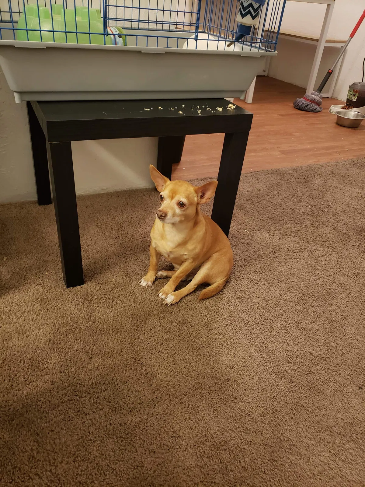 Lost dog in Tucson, AZ, 85713