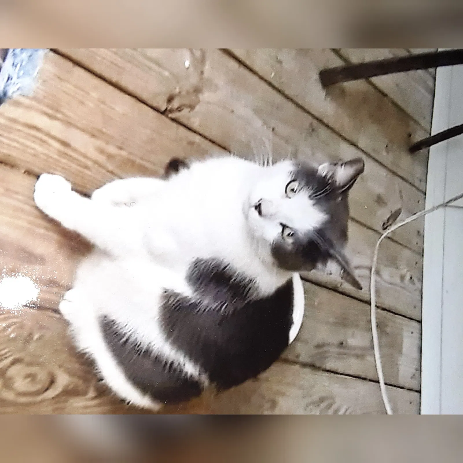 Lost cat in Pigeon Forge, TN, 37863