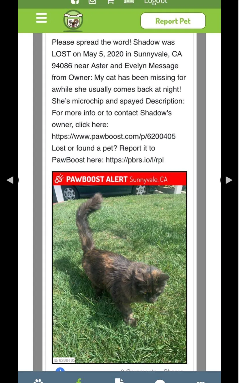 Lost cat in Sunnyvale, CA, 94086