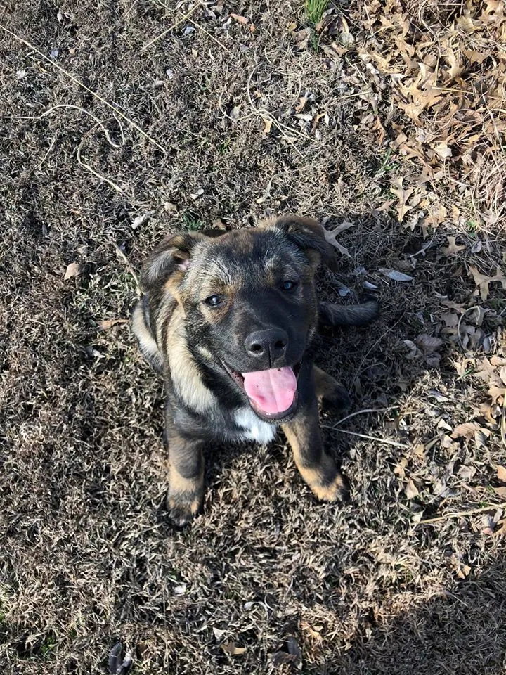 Lost dog in Wichita, KS, 67217