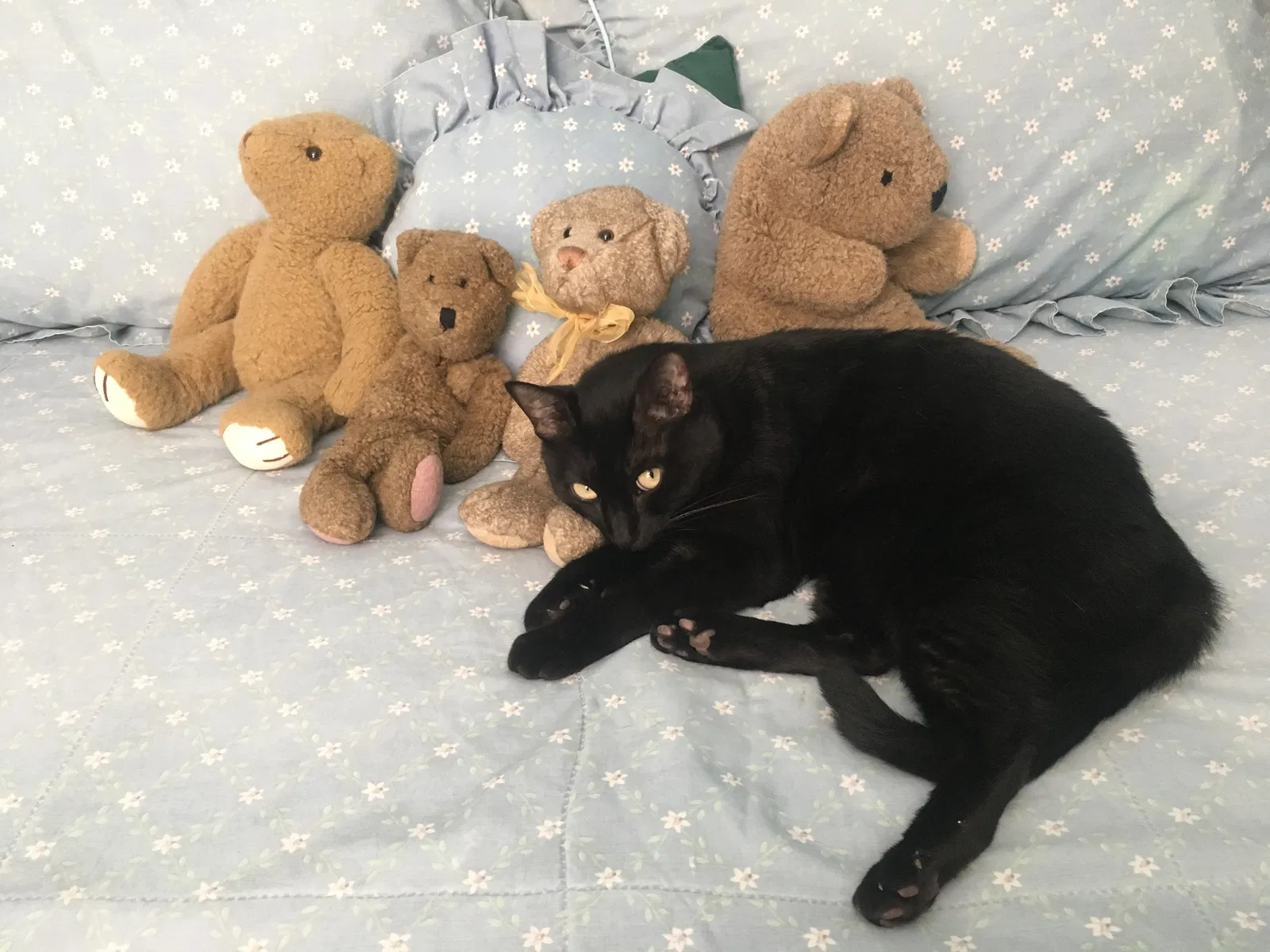 Lost cat in Orlando, FL, 32825
