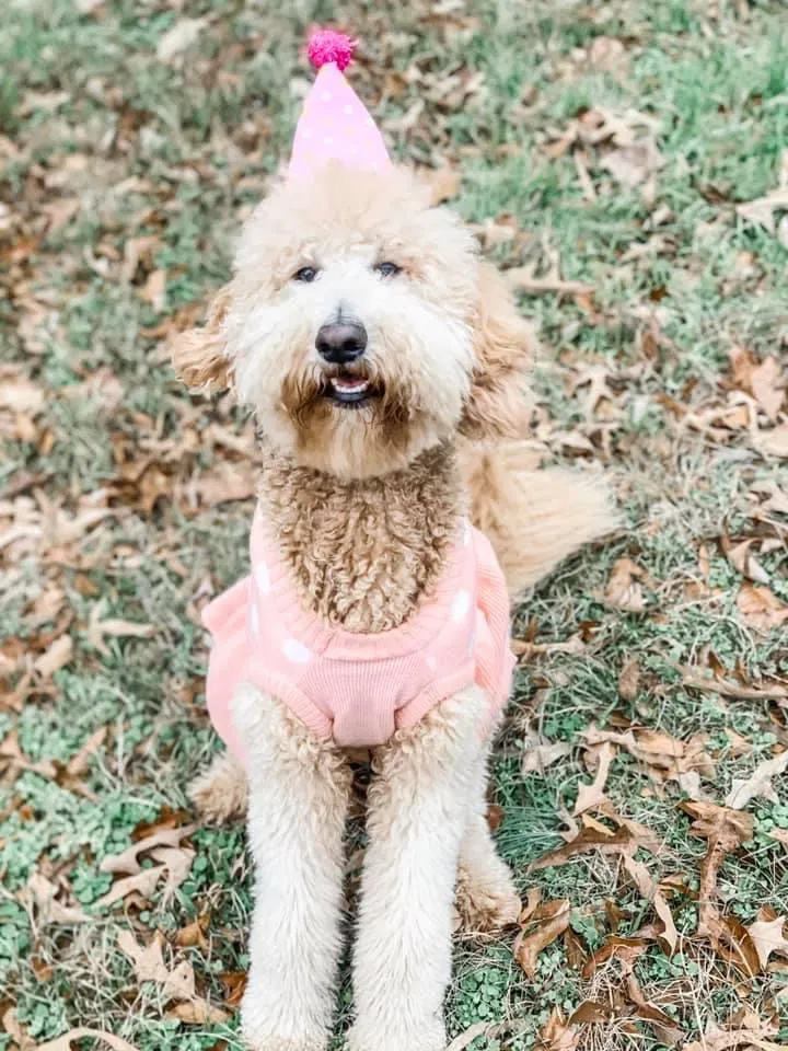 Lost dog in Odenville, AL, 35120