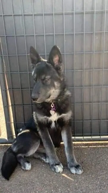 Lost dog in Fountain, CO, 80817