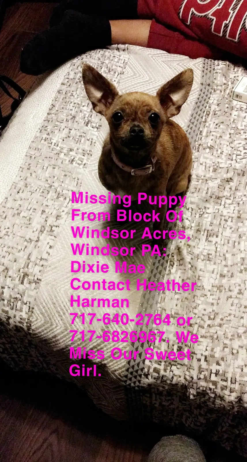 Lost dog in Windsor, PA, 17366
