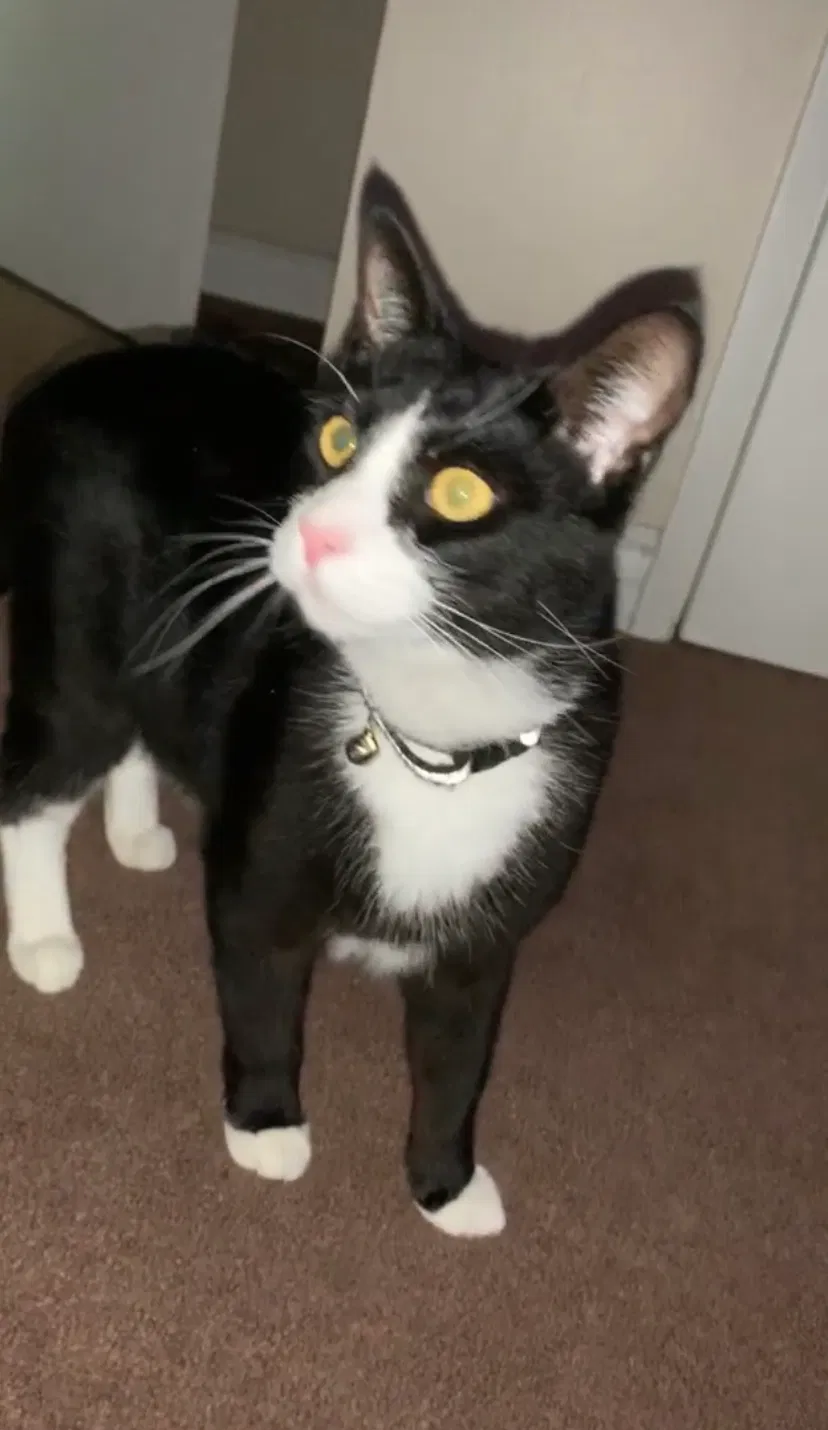 Lost cat in Oxnard, CA, 93033