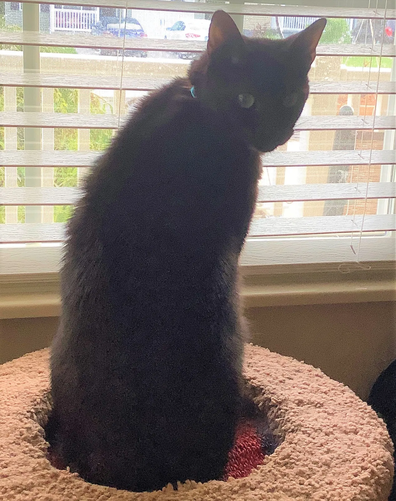 Lost cat in Maryville, TN, 37804
