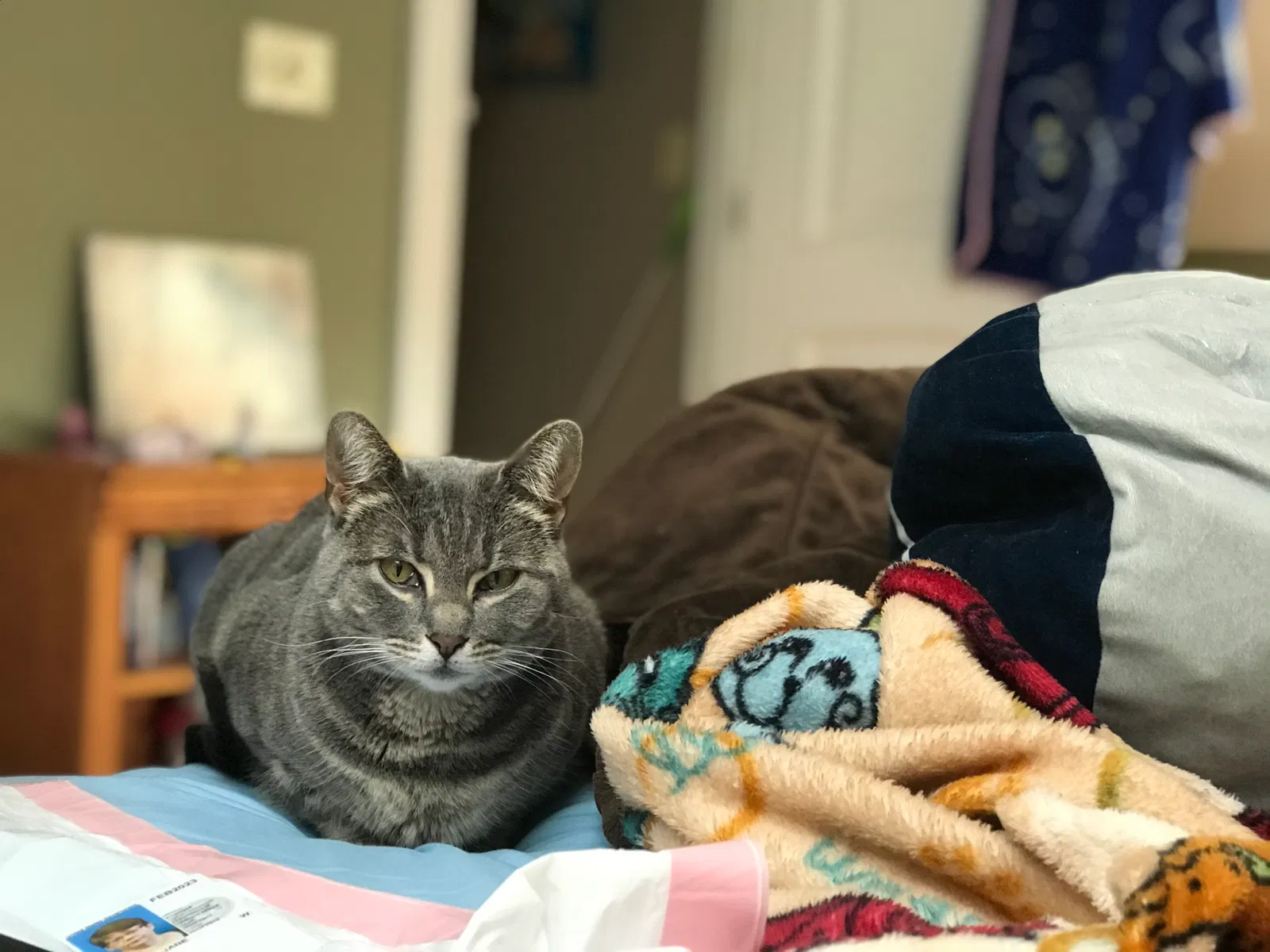 Lost cat in Mendon, MA, 1756