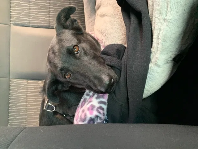 Lost dog in Virginia Beach, VA, 23452