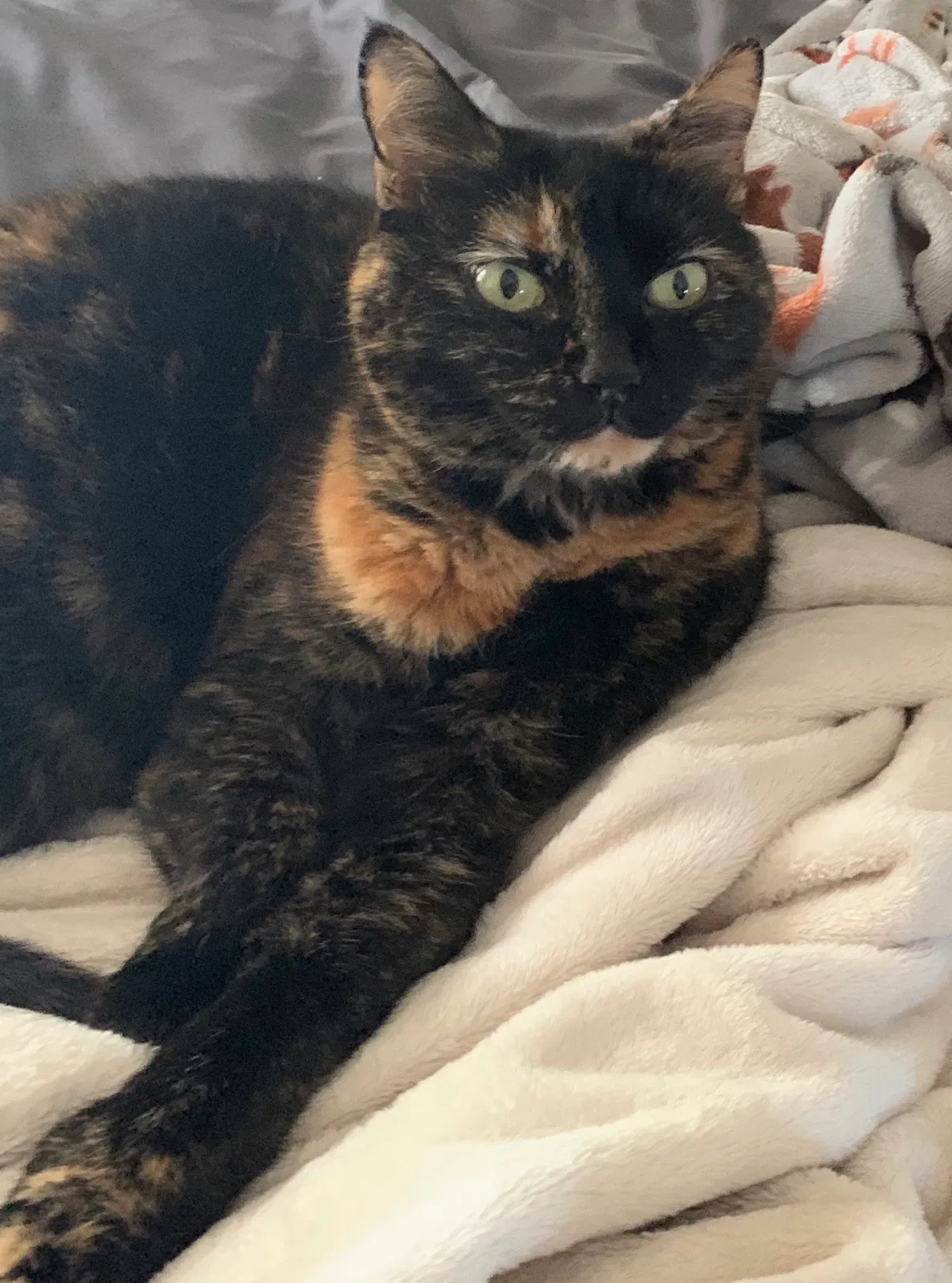 Lost cat in Venice, FL, 34293