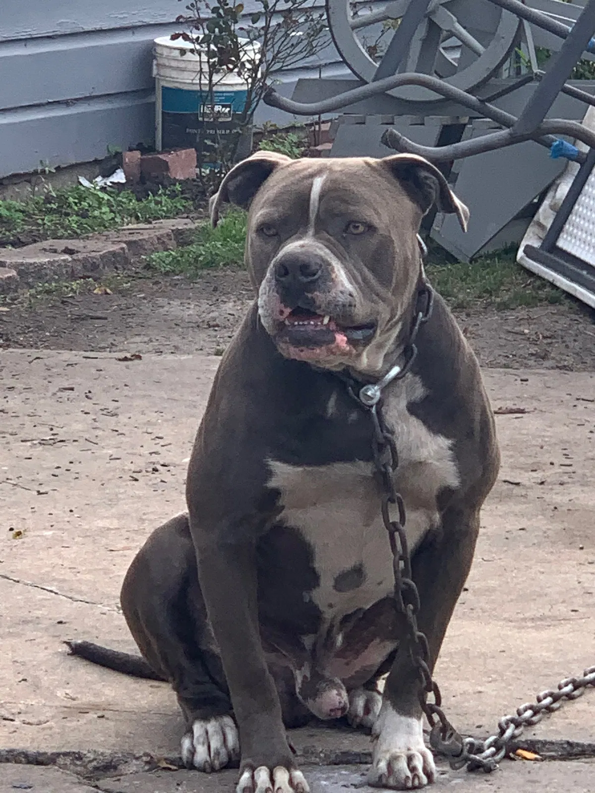 Lost dog in South Houston, TX, 77587