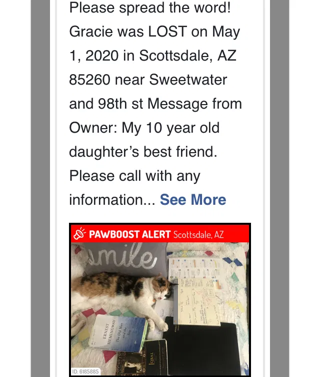 Lost cat in Scottsdale, AZ, 85260
