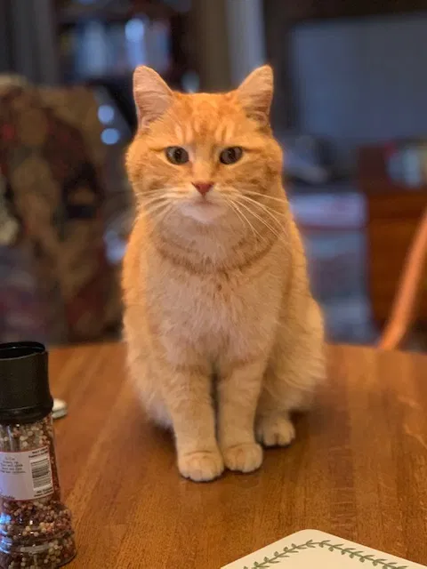 Lost cat in Parkville, MD, 21234