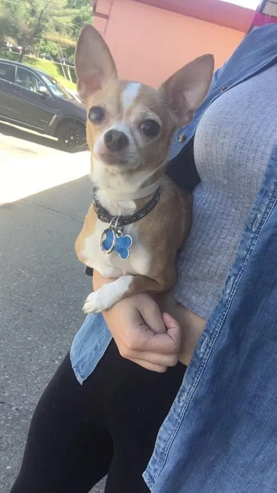 Lost dog in Jackson, NJ, 8527
