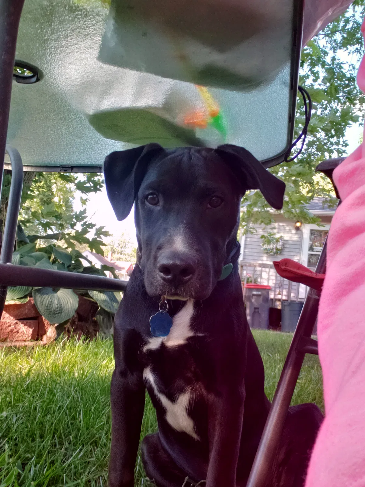 Lost dog in Pekin, IL, 61554