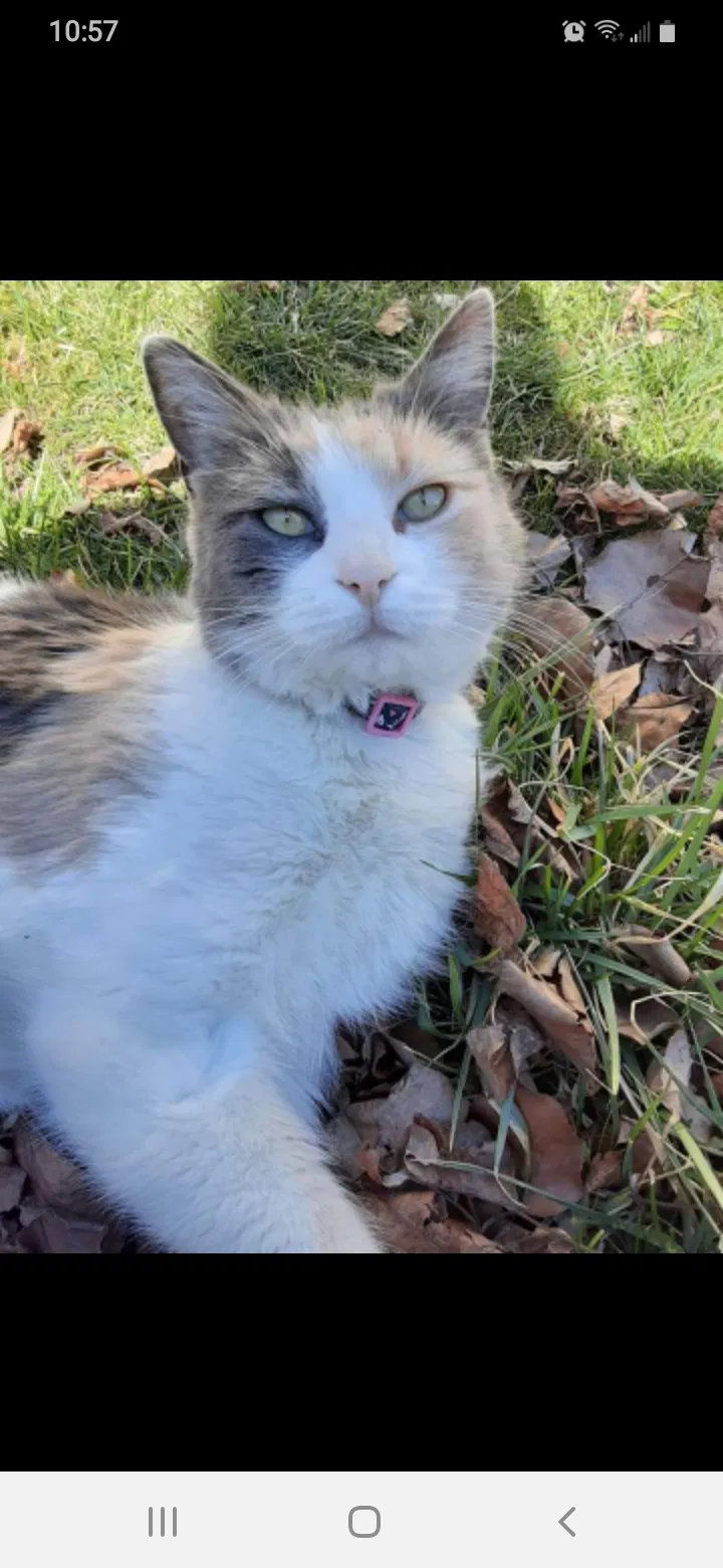 Lost cat in Tariffville, CT, 6081