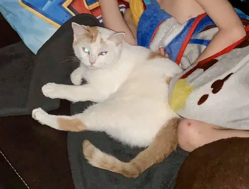 Lost cat in Peoria, IL, 61615