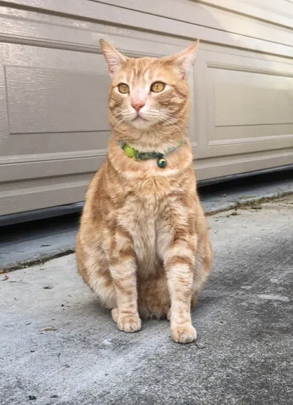 Lost cat in Vacaville, CA, 95687