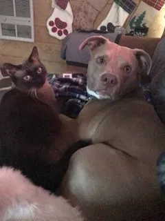 Lost dog in Kingsport, TN, 37660