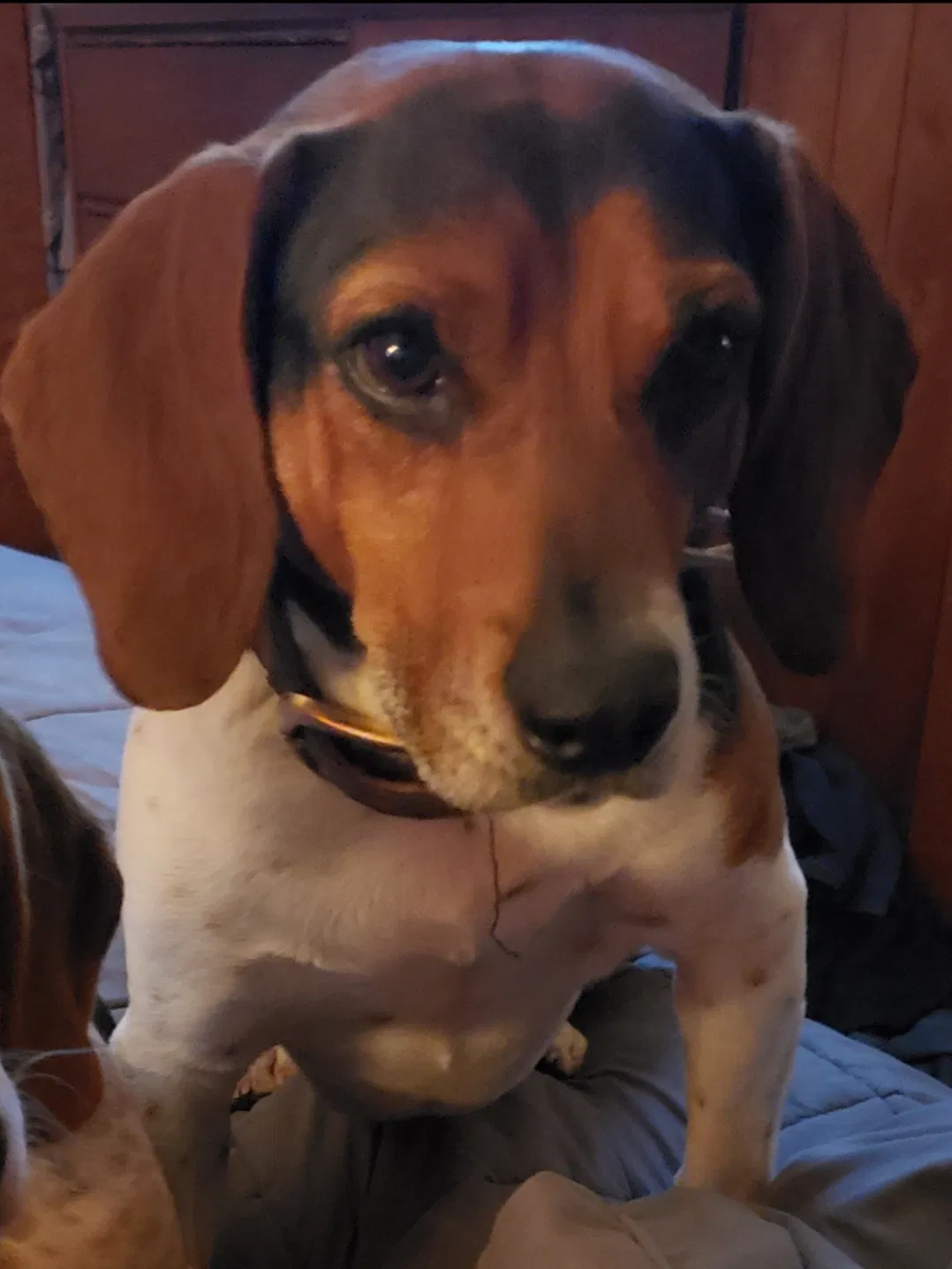 Lost dog in Seymour, MO, 65746