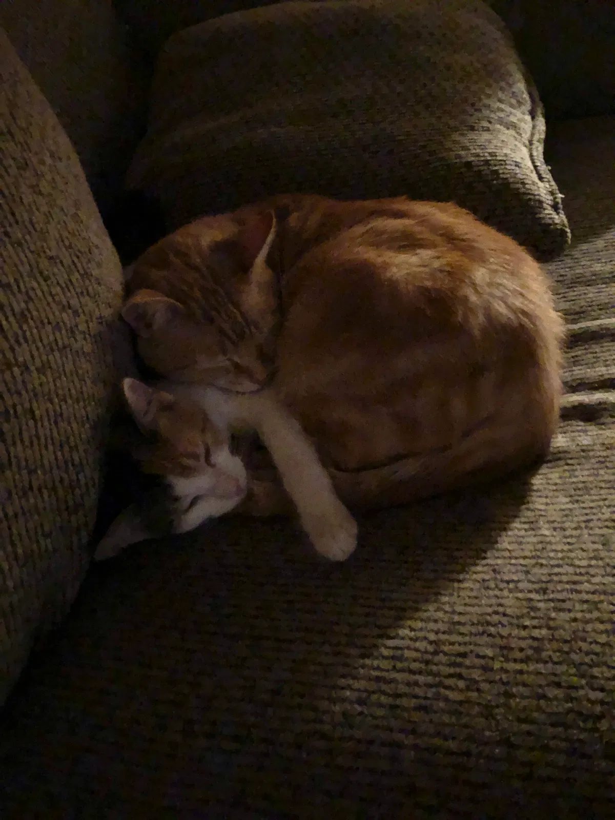 Lost cat in Tiffin, IA, 52340